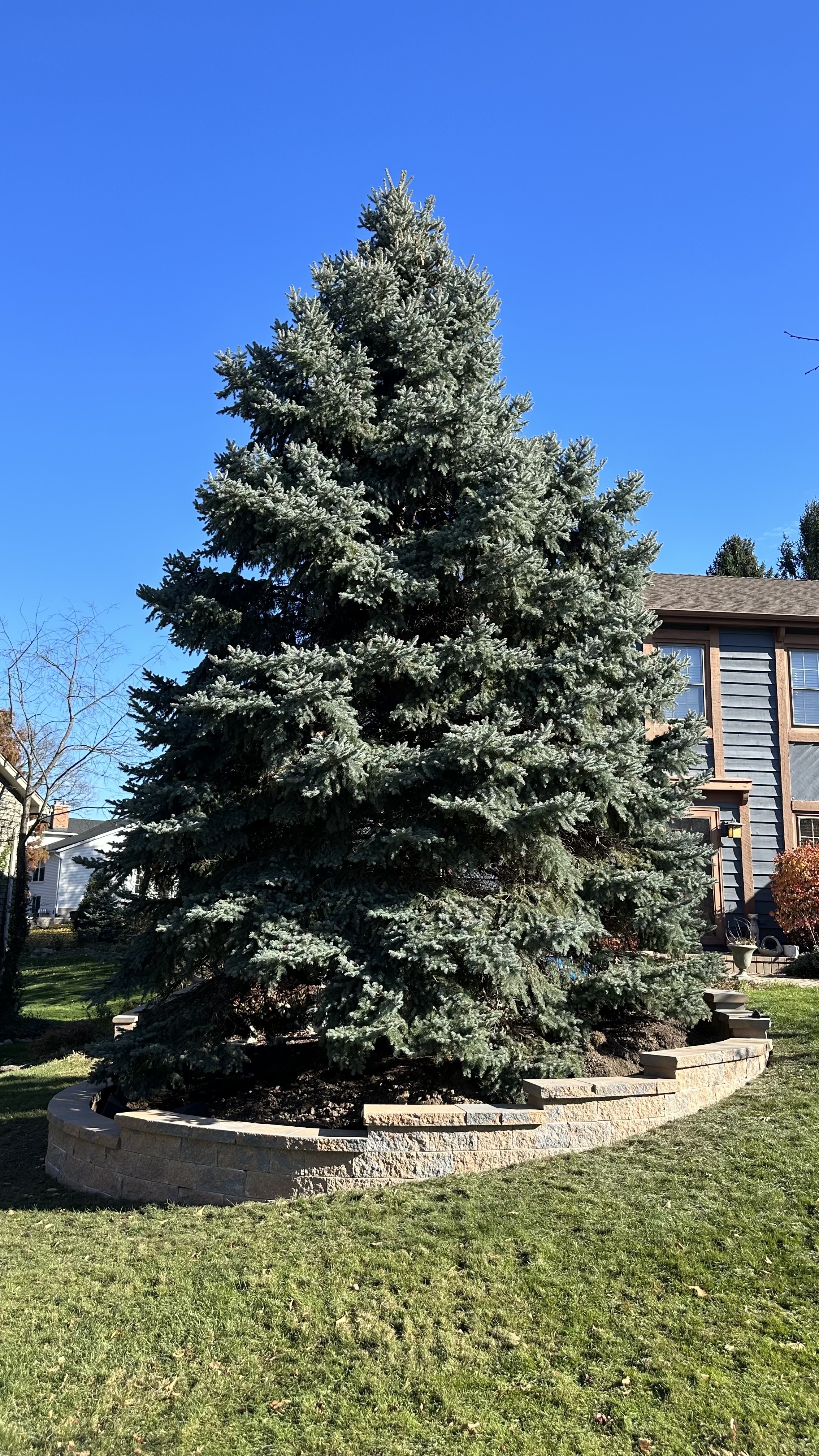Mastering Nature's Grandeur: Mission Brick Paving Crafts a Retaining Wall for a Majestic Tree Thumbnail