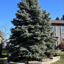 Mastering-Natures-Grandeur-Mission-Brick-Paving-Crafts-a-Retaining-Wall-for-a-Majestic-Tree 0