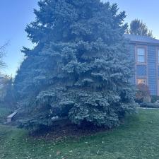Mastering-Natures-Grandeur-Mission-Brick-Paving-Crafts-a-Retaining-Wall-for-a-Majestic-Tree 1